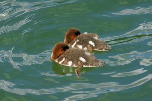 2 young goosander