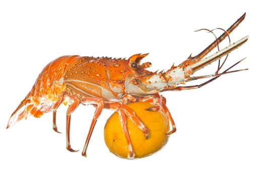 lobster with lemon on a white background