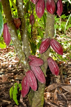 a coca  tree in a plantation in Ecuador