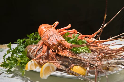 dish with cooked lobster on a colored background