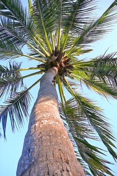 View from the bottom on a palm tree