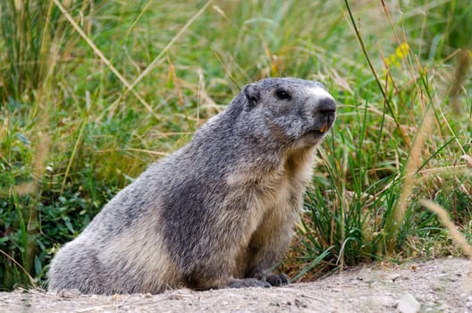 marmot in the grass on the Italian Alps