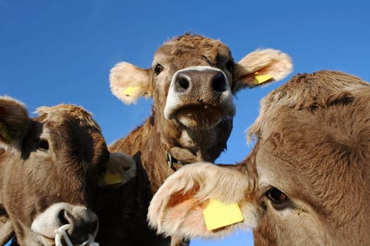 Curious young dairy cows