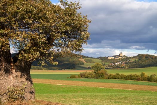 The Tree