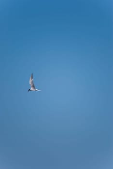 lonely bird in the blue sky