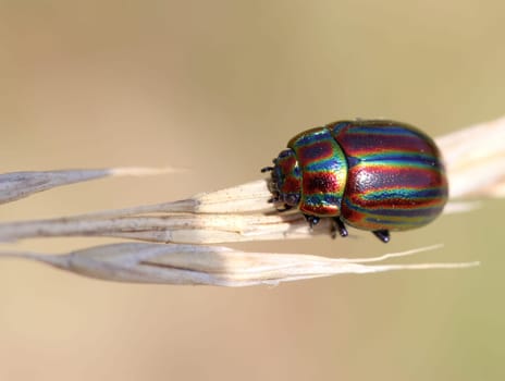 Rainbow leaf beetle (Chrysolina cerealis)