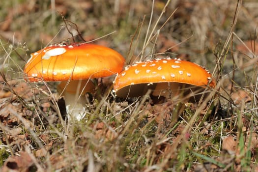 Two toadstools in the Kellerwald National Park