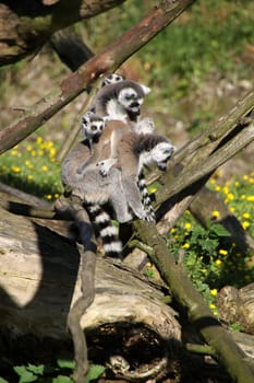 Ring-tailed lemur family with cub
