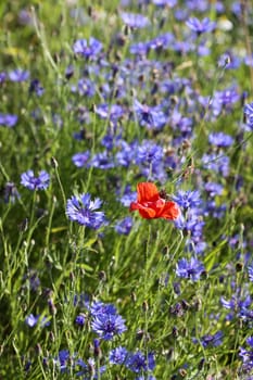 Cornflowers and poppies