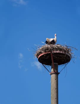 Stork nest on a concrete pole in Lusatia / Brandenburg / Germany in front of blue sky with standing young stork