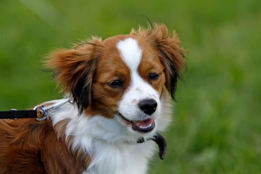 Kooikerhondje