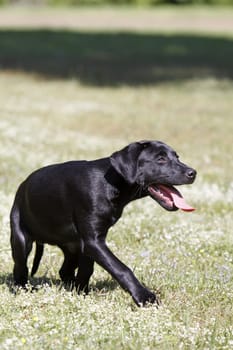 Black Labrador Retriever puppy