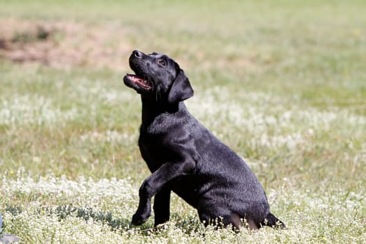 Black Labrador Retriever puppy