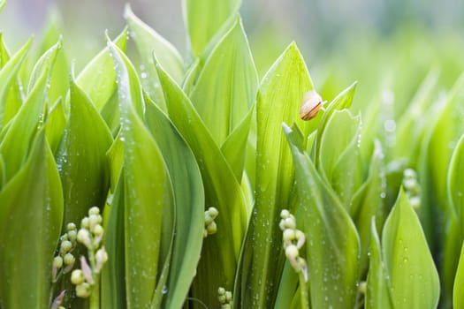 Green wet leafs of lilies with little snail