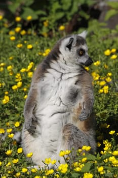 Ring-tailed lemur