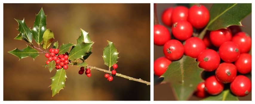 Details of a branch of Ilex aquifolium with a red fruits