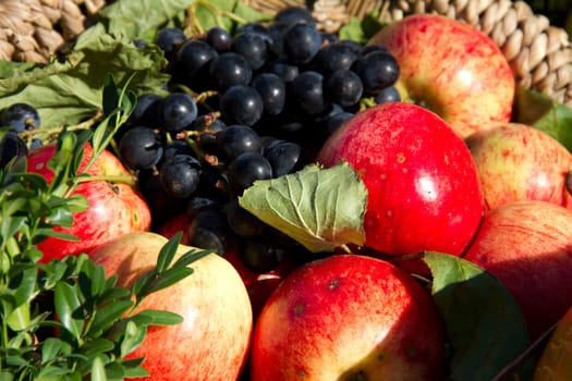 Fruit