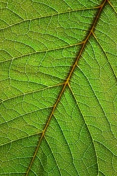 Closeup on fresh, green leaf in vertical frame