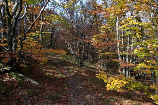 forest with autumn colors in Liguria