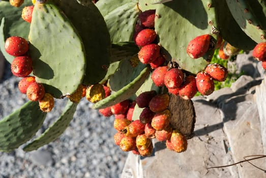 prickly pears on the beach of Camogli in Liguria