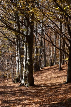 forest with autumn colors in Liguria