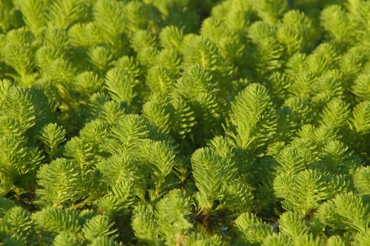 Green water plants as a texture or background