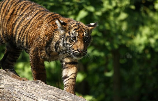 Young Tiger