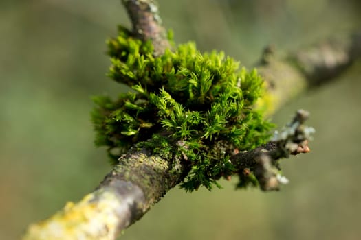 Moss