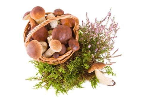 Boletus mushrooms in a wicker basket on green moss isolated on white, top view