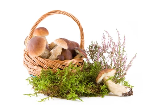 Boletus mushrooms in a wicker basket on green moss isolated on white