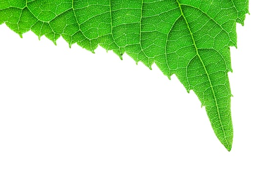 Closeup on fresh, green leaf isolated on white background