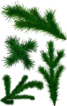 set of green Christmas fir-tree branches on white background