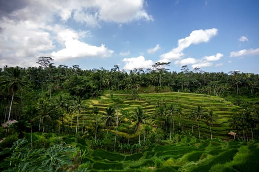 Rice paddies and vegetation in bali with blue sky and clouds