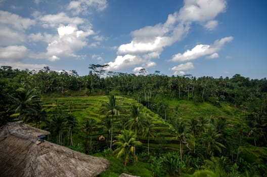 Rice paddies and vegetation in bali with blue sky and clouds