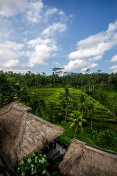 Rice paddies and vegetation in bali with blue sky and clouds