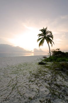 A single palm tree in the sunset on a sandy beach in the maldives
