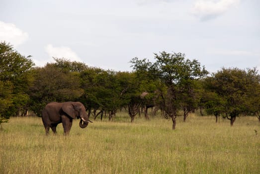 A male elephant grazing in serengeti national park, Tanzania