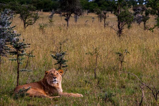 a male lion resting in serengeti national park, Tanzania