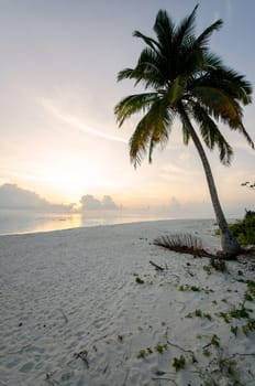 A single palm tree in the sunset on a sandy beach in the maldives