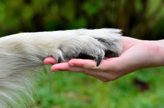 Environmental protection,animal welfare,animal welfare law