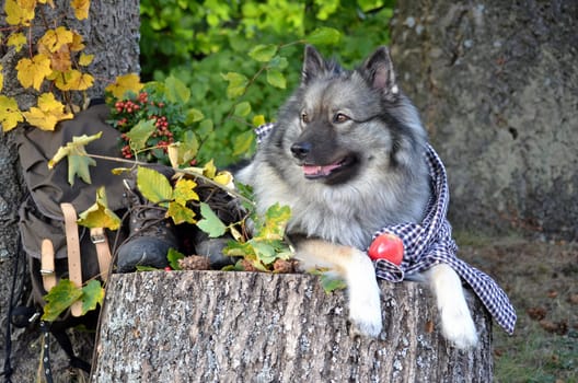 Dog Hiking Boots Fall Break Hiking