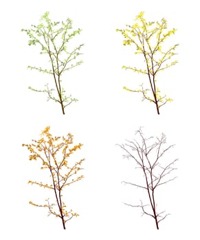 Four seasons view of a tree on white background