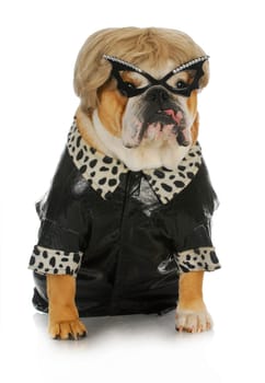 female bulldog sitting with reflection on white background