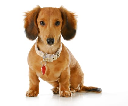 puppy wearing collar and dog tag - long haired dachshund sitting looking at viewer
