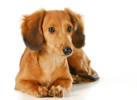 long haired dachshund puppy laying down isolated on white background