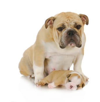 mother dog and her puppy - english bulldog mother and her puppy isolated on white background