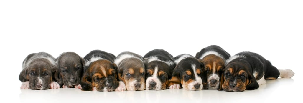 litter of puppies - eight basset hound puppies laying down lined up in a row - 3 weeks old