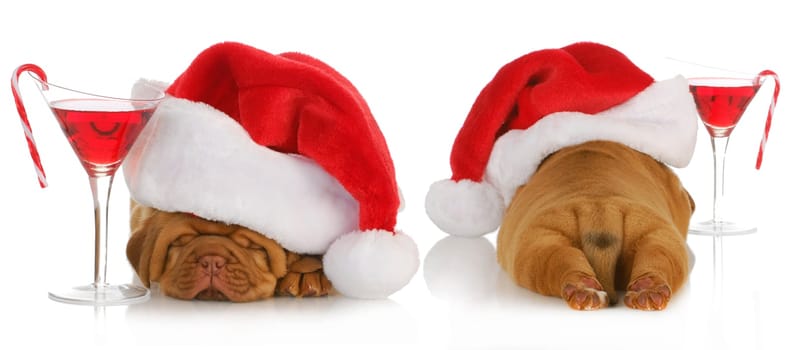 christmas puppy - santa dogue de bordeaux from the front and back with cocktail drink on white background - 4 weeks old