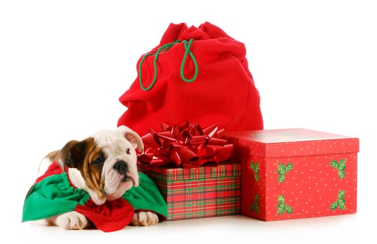 christmas puppy - english bulldog sitting beside colorful wrapped presents