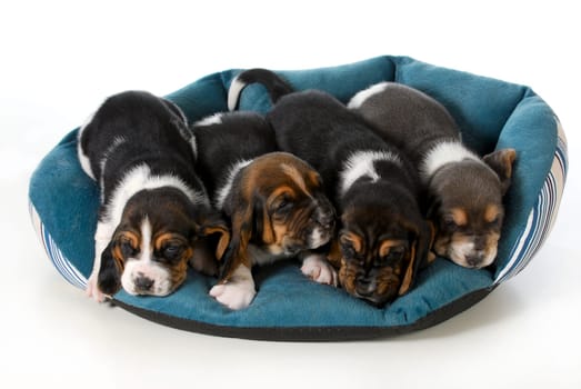 litter of puppies - four basset hound puppies in a dog bed - 3 weeks old